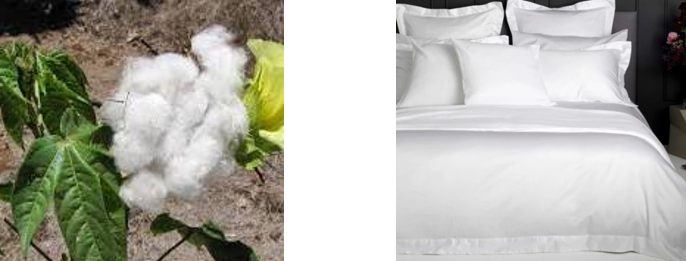 cotton ball